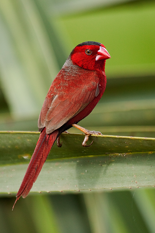 _MG_4283mw2.jpg - Crimson Finch (Neochmia phaeton) - Fogg Dam, NT